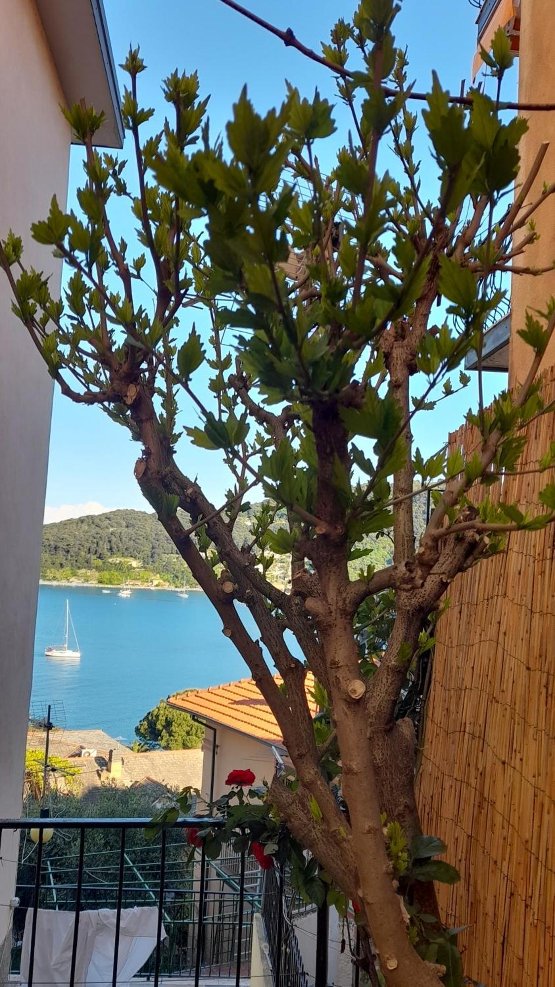 Casa Vacanze Ibiscus Porto Venere Exterior foto